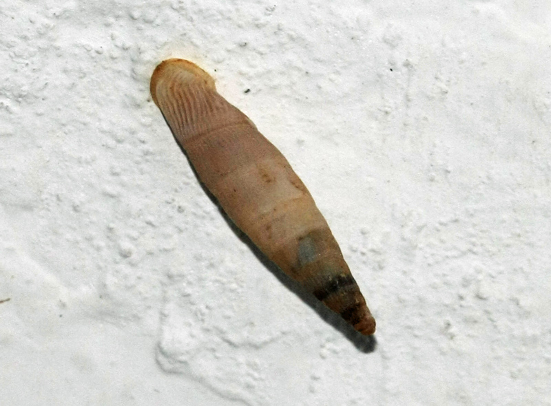 Snail from Crete(Greece)